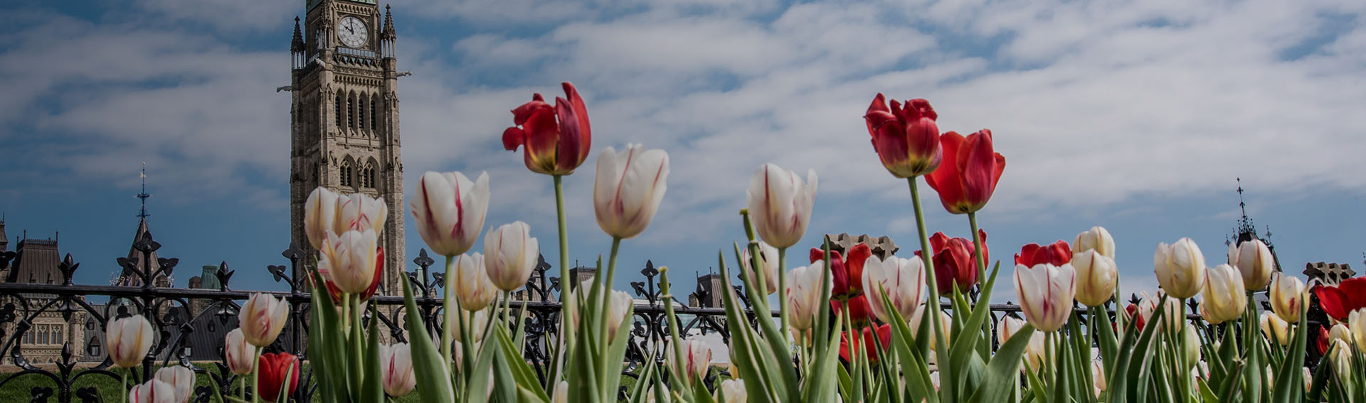 title image Minority Report